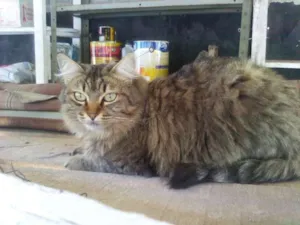 Gato raça Desconhecida idade 2 anos nome Kyra