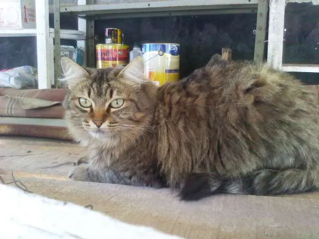 Gato ra a Desconhecida idade 2 anos nome Kyra