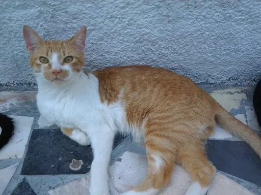 Gato ra a ??? idade 7 a 11 meses nome OTO