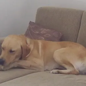 Cachorro raça Labrador idade  nome Marley