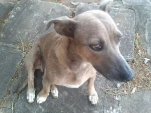 Cachorro raça Indefinida idade 2 anos nome Sem nome ainda
