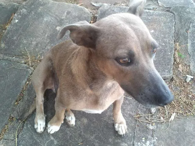 Cachorro ra a Indefinida idade 2 anos nome Sem nome ainda