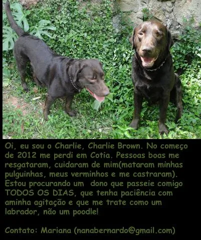 Cachorro ra a Labrador idade 3 anos nome Charlie