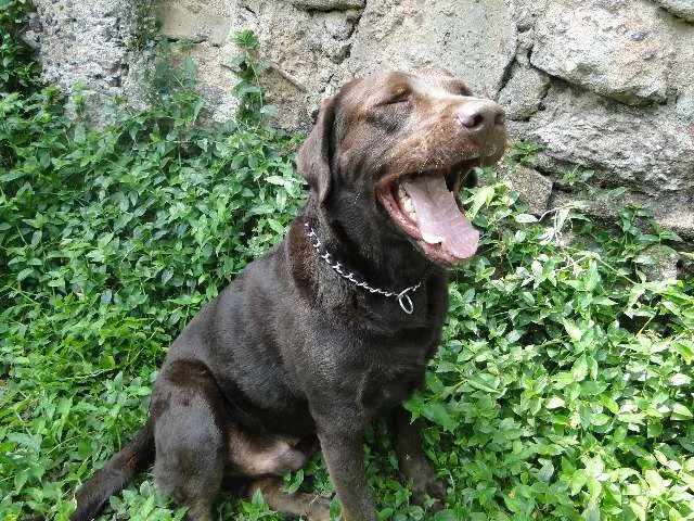 Cachorro ra a Labrador idade 3 anos nome Charlie