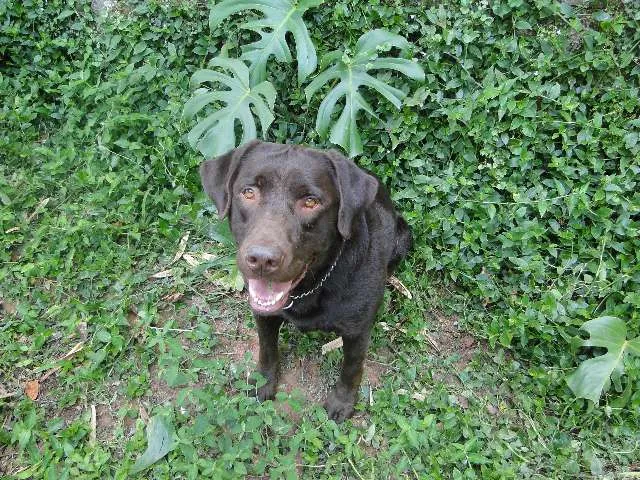 Cachorro ra a Labrador idade 3 anos nome Charlie