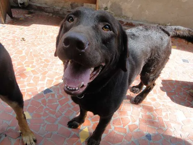 Cachorro ra a Labrador idade 3 anos nome Charlie