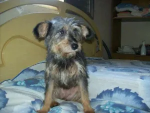 Cachorro raça SRD idade 7 a 11 meses nome Sobrevivente