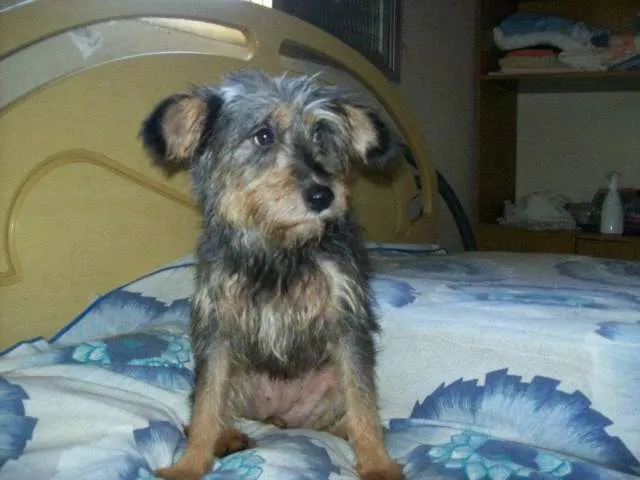 Cachorro ra a SRD idade 7 a 11 meses nome Sobrevivente
