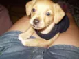 Princesa