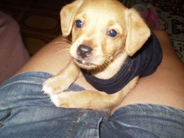 Cachorro ra a SRD idade Abaixo de 2 meses nome Princesa