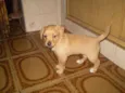 Princesa