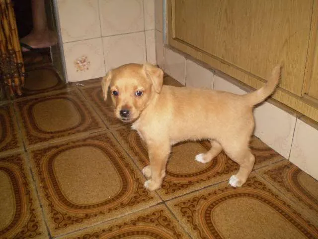Cachorro ra a SRD idade Abaixo de 2 meses nome Princesa