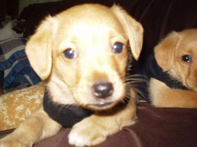 Cachorro ra a SRD idade Abaixo de 2 meses nome Princesa