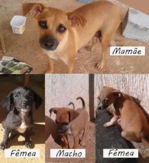 Cachorro raça SRD idade Abaixo de 2 meses nome Lili