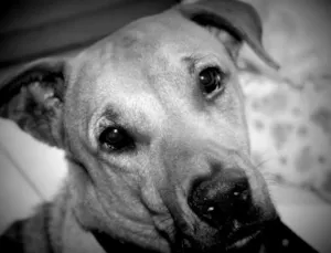 Cachorro raça Vira-lata idade  nome Scooby