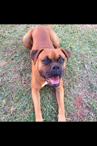 Cachorro ra a Boxer idade 2 anos nome Billy GRATIFICA