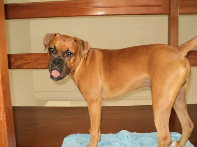 Cachorro ra a Boxer idade 2 anos nome Billy GRATIFICA