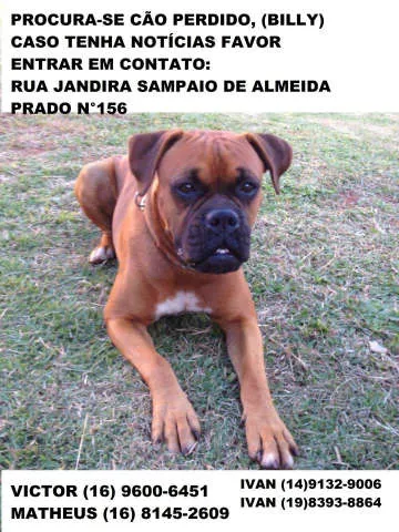 Cachorro ra a Boxer idade 2 anos nome Billy GRATIFICA