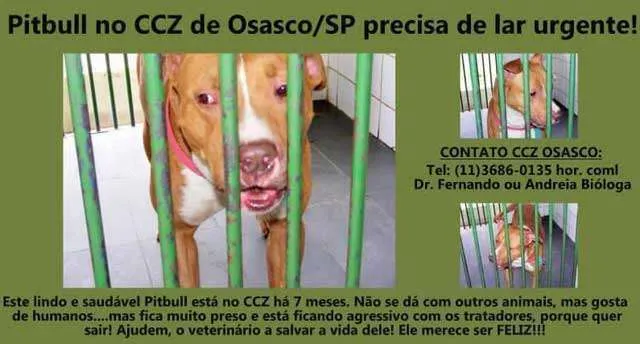 Cachorro ra a Pit-Bull idade 2 anos nome sem nome