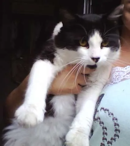 Gato ra a SRD idade 2 anos nome Raul