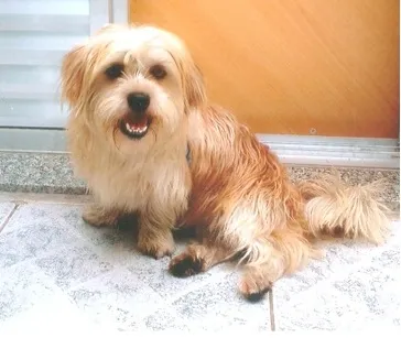 Cachorro ra a lhasa ou shitzu idade  nome ? Não Sei - Encontrado