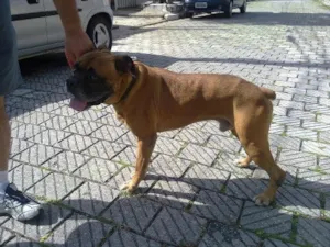 Cachorro raça BOXER idade 3 anos nome SKAIK