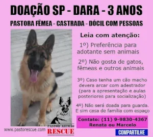 Cachorro raça Pastor Alemão idade 3 anos nome DARA