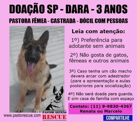 Cachorro ra a Pastor Alemão idade 3 anos nome DARA