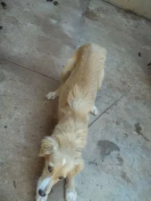 Cachorro raça Não definida idade 7 a 11 meses nome Nick