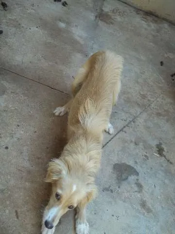 Cachorro ra a Não definida idade 7 a 11 meses nome Nick
