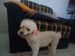 Cachorro raça Poodle idade 5 anos nome Desconhecido