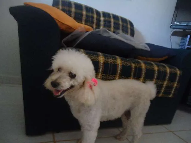 Cachorro ra a Poodle idade 5 anos nome Desconhecido