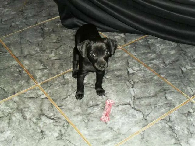 Cachorro ra a Pinscher idade 7 a 11 meses nome Belinha