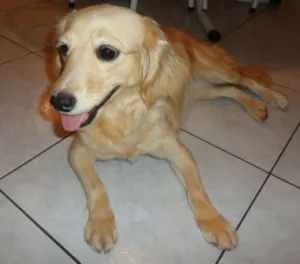 Cachorro raça  idade 1 ano nome Lola