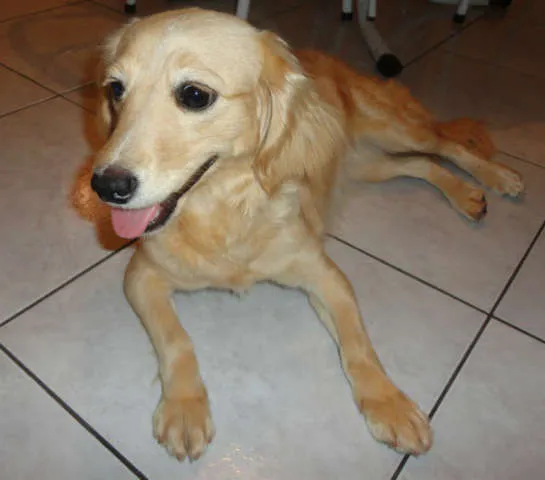 Cachorro ra a  idade 1 ano nome Lola