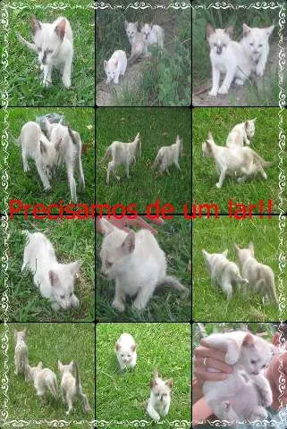 Gato ra a idade 2 a 6 meses nome Gatinhos