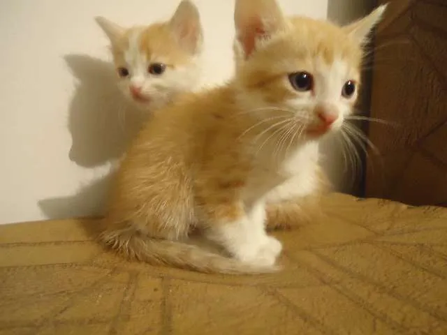 Gato ra a indefinida idade Abaixo de 2 meses nome Fred e George