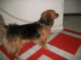 NINA