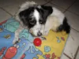 Amiguinho