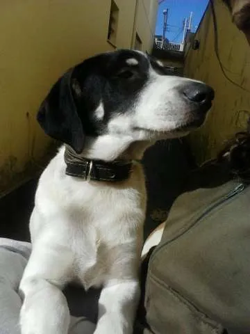 Cachorro ra a SRD idade 7 a 11 meses nome Mask