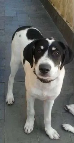Cachorro raça SRD idade 7 a 11 meses nome Mask