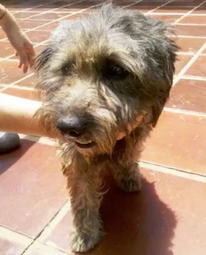 Cachorro raça SRD idade  nome Lindo Cãozinho