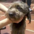 Lindo Cãozinho