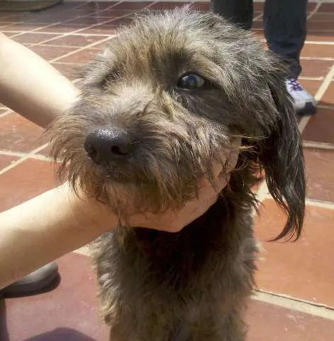 Cachorro ra a SRD idade  nome Lindo Cãozinho