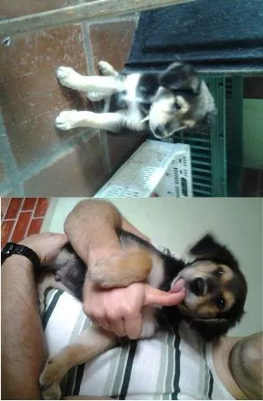 Cachorro ra a SRD idade 2 a 6 meses nome Biriba