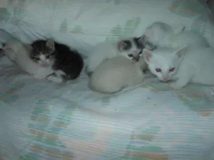 Gato raça SRD idade Abaixo de 2 meses nome Fica por conta dos 