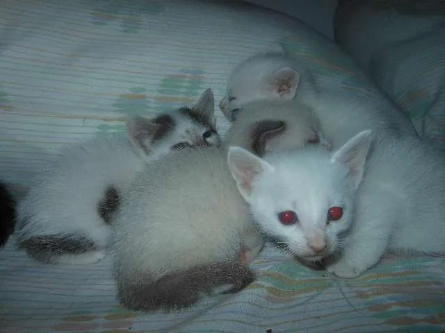 Gato ra a SRD idade Abaixo de 2 meses nome Fica por conta dos 