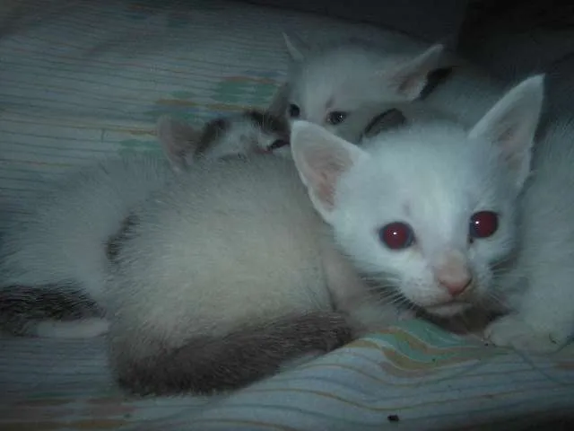 Gato ra a SRD idade Abaixo de 2 meses nome Fica por conta dos 
