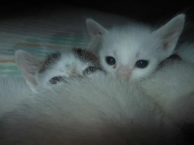 Gato ra a SRD idade Abaixo de 2 meses nome Fica por conta dos 
