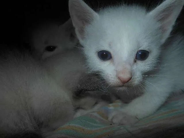 Gato ra a SRD idade Abaixo de 2 meses nome Fica por conta dos 
